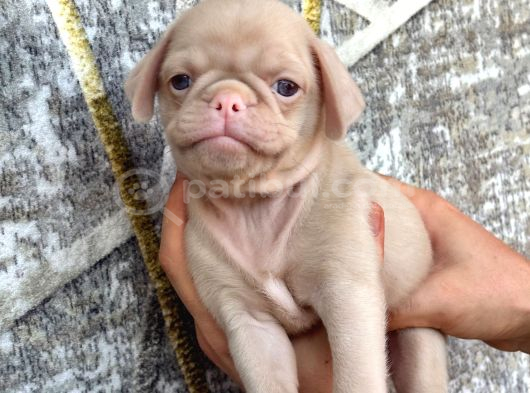 Pug Yavrulari Kredi̇ Karti Geçerli̇di̇r görsel