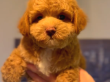 Toy Poodle Yavru Istanbul