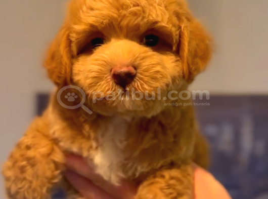 Toy Poodle Yavru Istanbul