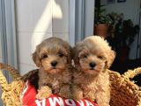 Sincap Gibi mmükemmel Kalite Gerçek Maltipoo Yavrular