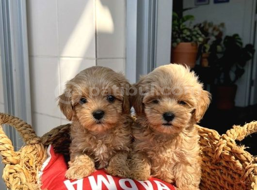 Sincap Gibi mmükemmel Kalite Gerçek Maltipoo Yavrular