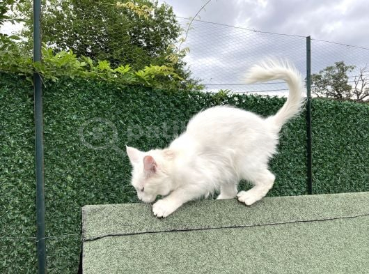 Safkan Kısırlaştırma Şartıyla Ücretsi̇z  Maine Coon görsel
