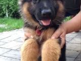 K9 Alman Kurdu Yavrularimiz