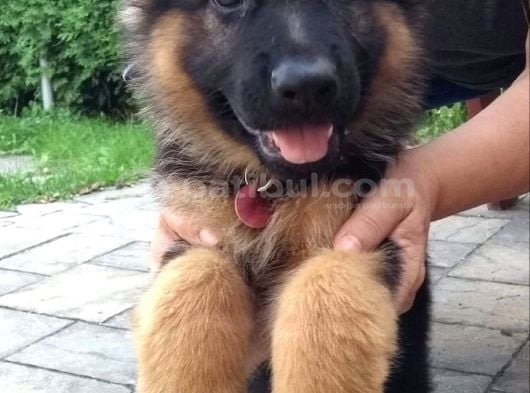 K9 Alman Kurdu Yavrularimiz