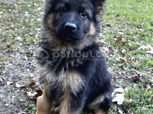 K9 Alman Kurdu Yavrularimiz görsel