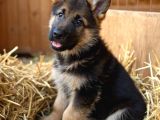 K9 Alman Kurdu Yavrularimiz