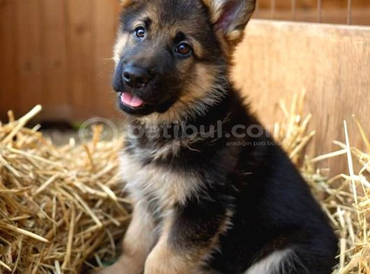 K9 Alman Kurdu Yavrularimiz görsel