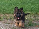 K9 Alman Kurdu Yavrularimiz