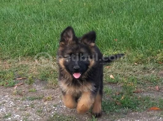 K9 Alman Kurdu Yavrularimiz görsel