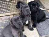 Cane Corse Bebekleri̇mi̇z