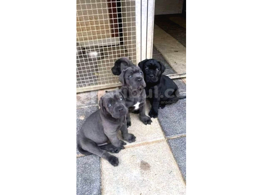 Cane Corse Bebekleri̇mi̇z görsel