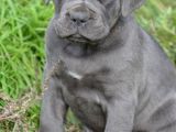 Cane Corse Bebekleri̇mi̇z