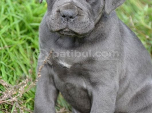 Cane Corse Bebekleri̇mi̇z görsel
