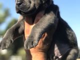 Cane Corse Bebekleri̇mi̇z