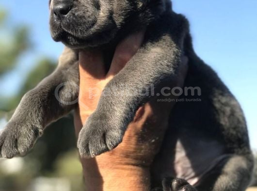 Cane Corse Bebekleri̇mi̇z görsel