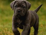 Cane Corse Bebekleri̇mi̇z