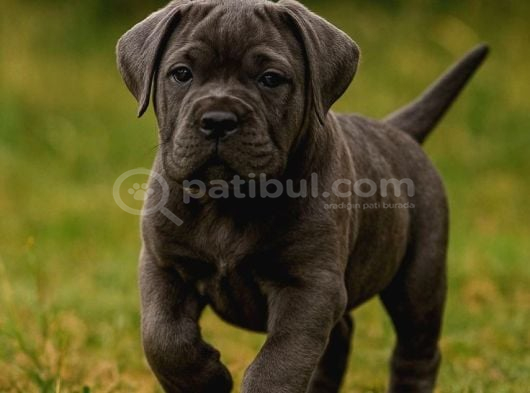 Cane Corse Bebekleri̇mi̇z görsel