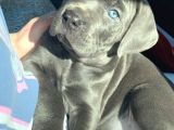 Cane Corse Bebekleri̇mi̇z