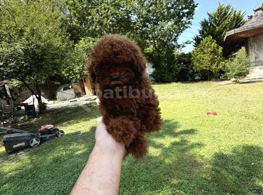 Aşılı Garantili Kore Teacup Yavrular görsel