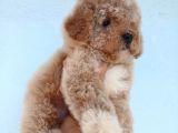Kısa Kuyruk Kore Maltipoo