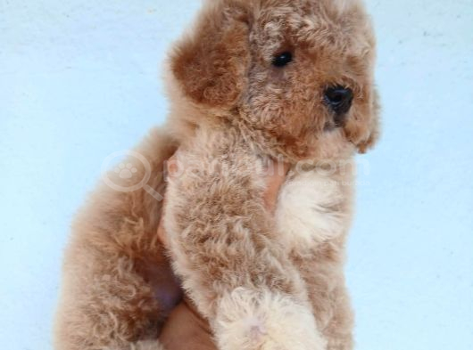 Kısa Kuyruk Kore Maltipoo