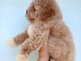 Kısa Kuyruk Kore Maltipoo