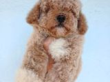 Kısa Kuyruk Kore Maltipoo