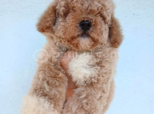 Kısa Kuyruk Kore Maltipoo görsel