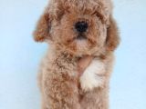 Kısa Kuyruk Kore Maltipoo