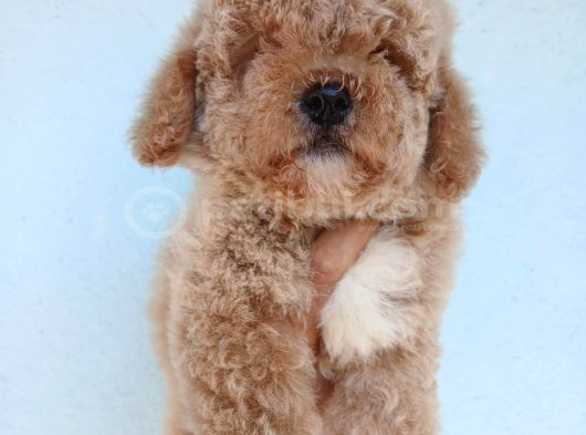 Kısa Kuyruk Kore Maltipoo görsel