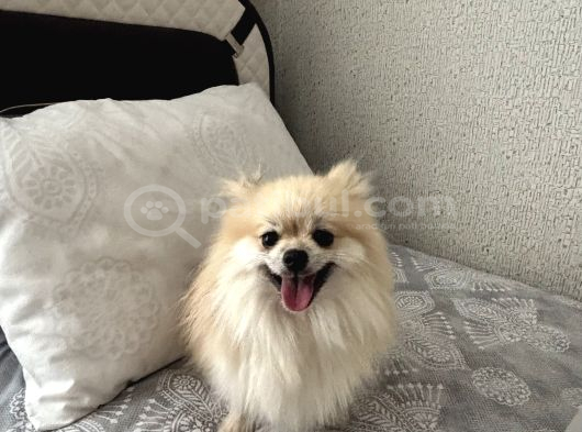 Pomerian görsel