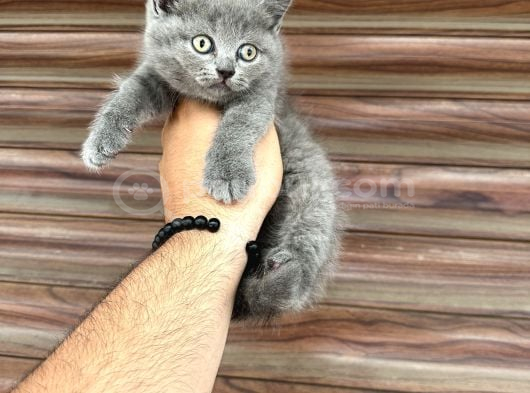 A Kalite Ayı Surat görsel