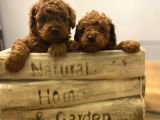 Toy Poodle