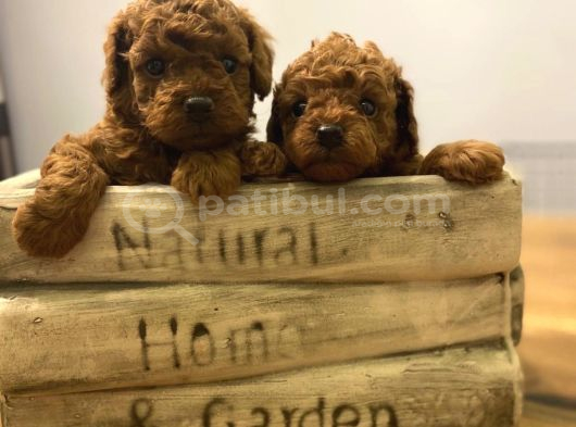 Toy Poodle