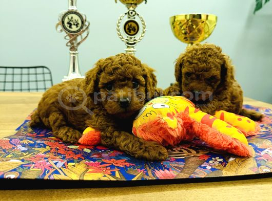 Toy Poodle görsel