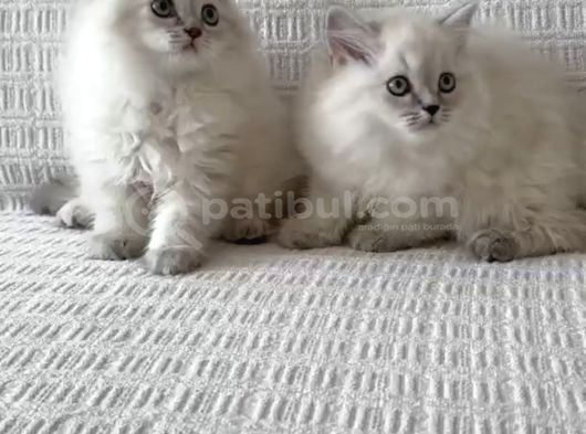 A Kalite Longhair Ve Shorthair Tam Irk Yavrularımız görsel