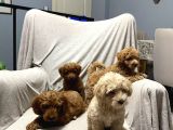 Toy Poodle Bebeklerimiz