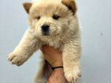Irk Ve Sağlik Garanti̇li̇ Chow Chow