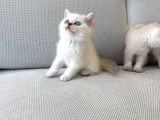A Kalite Longhair Ve Shorthair Tam Irk Yavrularımız