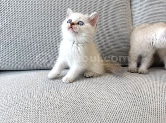 A Kalite Longhair Ve Shorthair Tam Irk Yavrularımız görsel