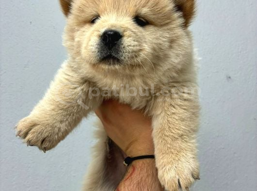 Irk Ve Sağlik Garanti̇li̇ Chow Chow görsel