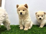 Irk Ve Sağlik Garanti̇li̇ Chow Chow