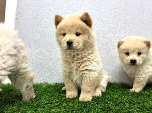 Irk Ve Sağlik Garanti̇li̇ Chow Chow görsel