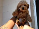 Sincap Gibi Mmükemmel Kalite Gerçek Maltipoo Yavrular