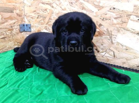 Si̇yah Labrador Retri̇ever Bebekler görsel