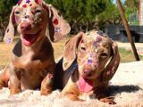 Eşsi̇z Güzelli̇kleri̇yle Dachshund Yavrulari