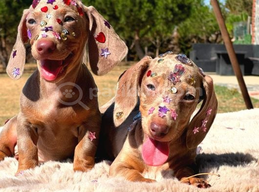 Eşsi̇z Güzelli̇kleri̇yle Dachshund Yavrulari