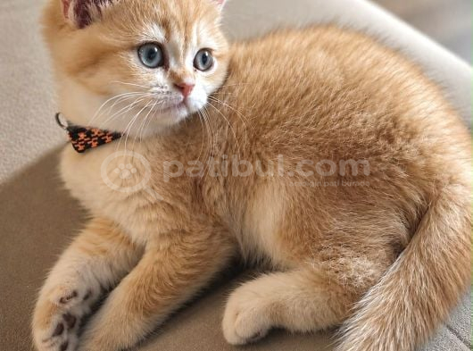Şecereli Safkan Golden Bebekler görsel