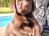 Çi̇ftli̇kten Labrador Retri̇ever Yavrulari