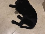 Dişi Black Labrador Tüm Aşıları Yapılmış